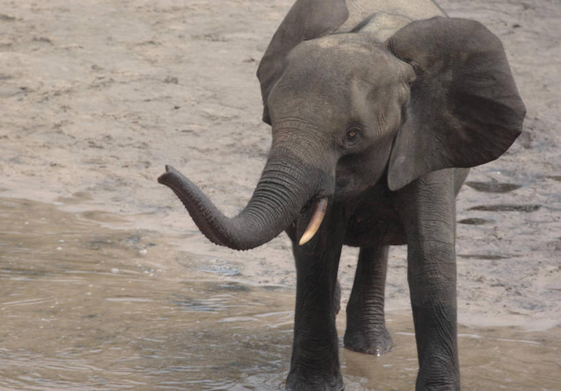无人,横图,室外,野生动物,非洲,摄影,中非共和国,非洲森林象,象,彩图