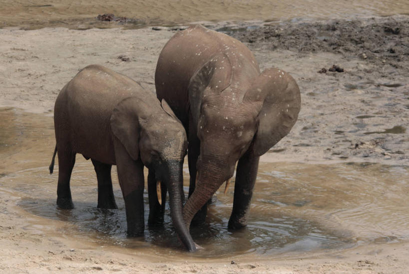 无人,横图,室外,野生动物,非洲,摄影,中非共和国,非洲森林象,象,彩图