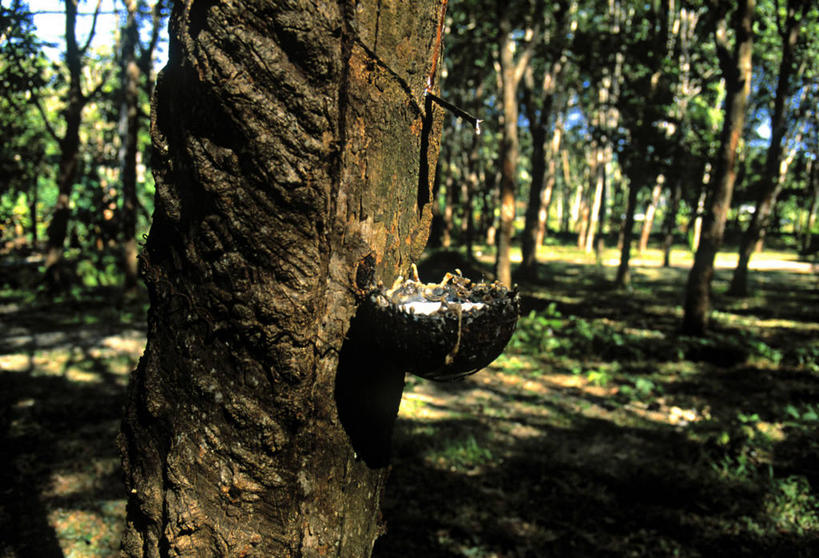 无人,横图,农业,泰国,亚洲,普吉岛,摄影,东南亚,橡胶树,彩图,旅行