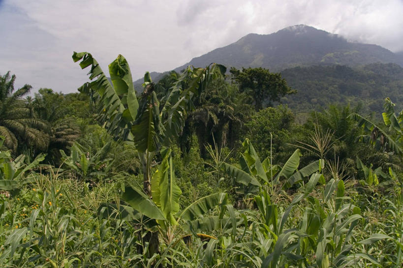 无人,横图,山,非洲,喀麦隆,地形,摄影,彩图