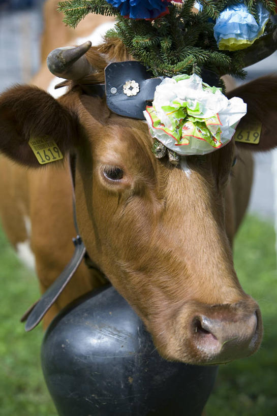 无人,竖图,室外,瑞士,欧洲,摄影,西欧,游行,母牛,劳特布龙嫩,彩图