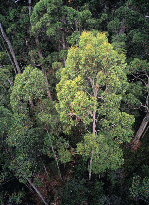 无人,竖图,室外,天线,森林,澳大利亚,摄影,澳大拉西亚,西澳大利亚,彩图,旅行