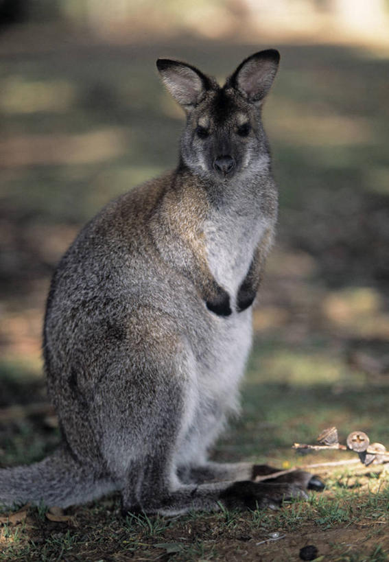 无人,竖图,澳大利亚,摄影,塔斯马尼亚,澳大拉西亚,彩图,旅行