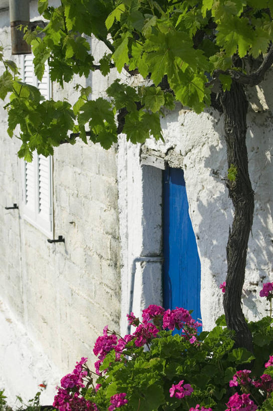 无人,竖图,希腊,欧洲,房屋,藤蔓,摄影,西欧,地中海文化,南欧,希腊文化,藤蔓植物,阿索斯,彩图,艾奥尼亚群岛