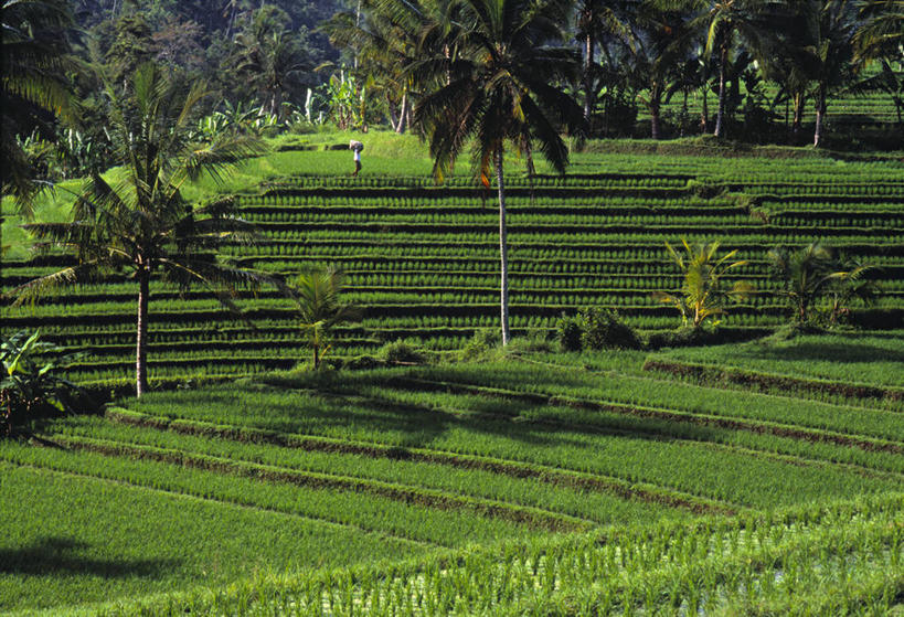 无人,横图,室外,农业,印度尼西亚,亚洲,稻田,田地,摄影,东南亚,彩图,巴厘