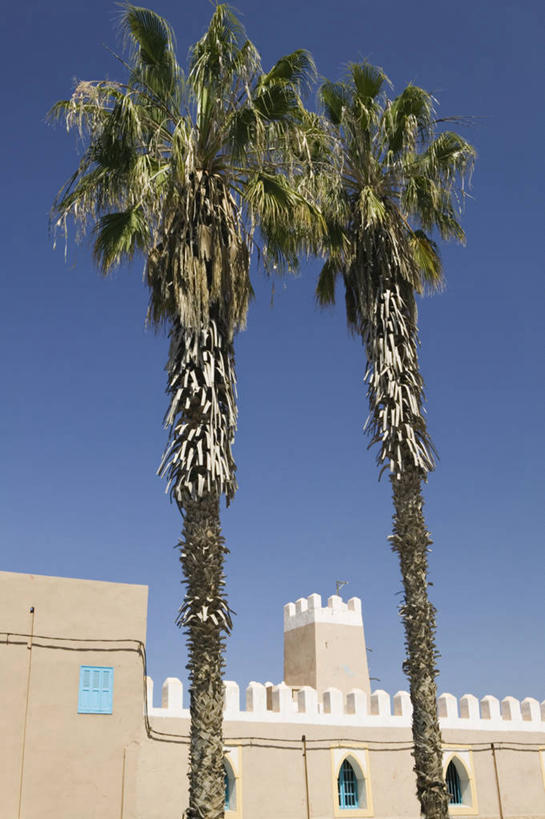 无人,竖图,棕榈树,非洲,摩洛哥,城墙,摄影,北非,摩洛哥文化,彩图