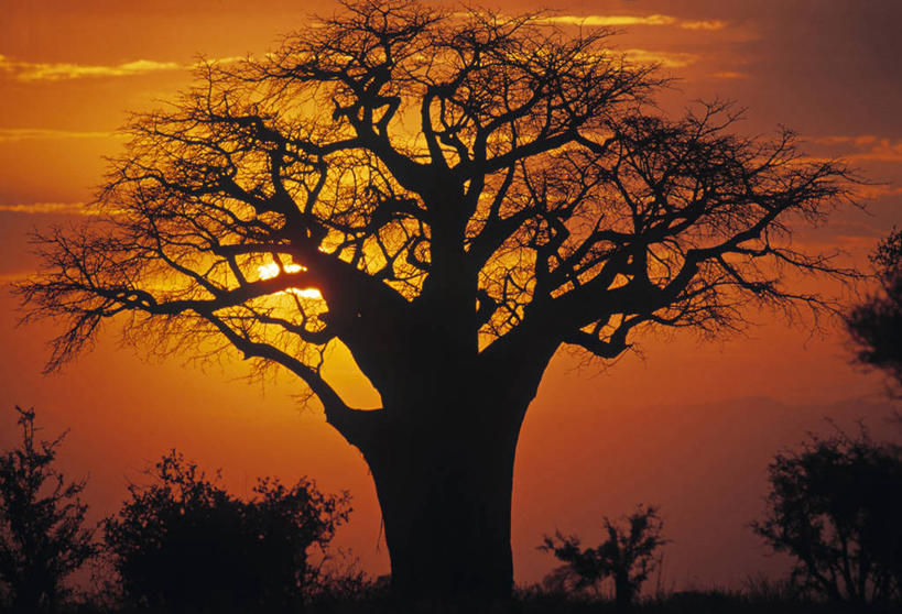 无人,横图,室外,非洲,坦桑尼亚,摄影,剪影,猴面包树,东非,彩图