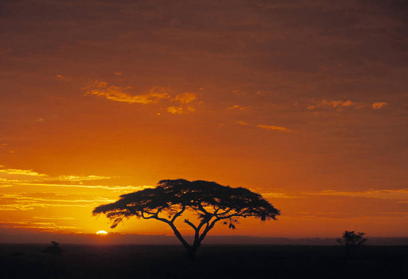 无人,横图,室外,日出,非洲,坦桑尼亚,天空,摄影,东非,塞伦盖蒂国家公园,金合欢树,彩图