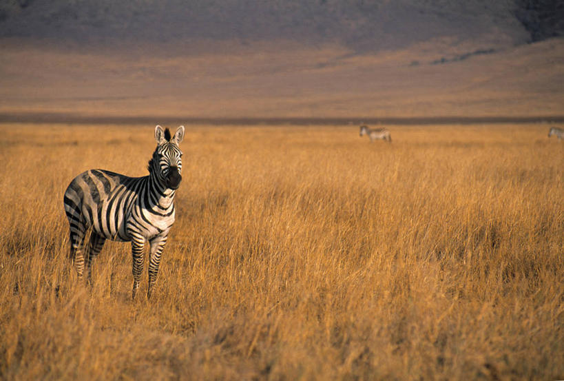 无人,横图,室外,斑马,非洲,坦桑尼亚,摄影,东非,塞伦盖蒂国家公园,彩图