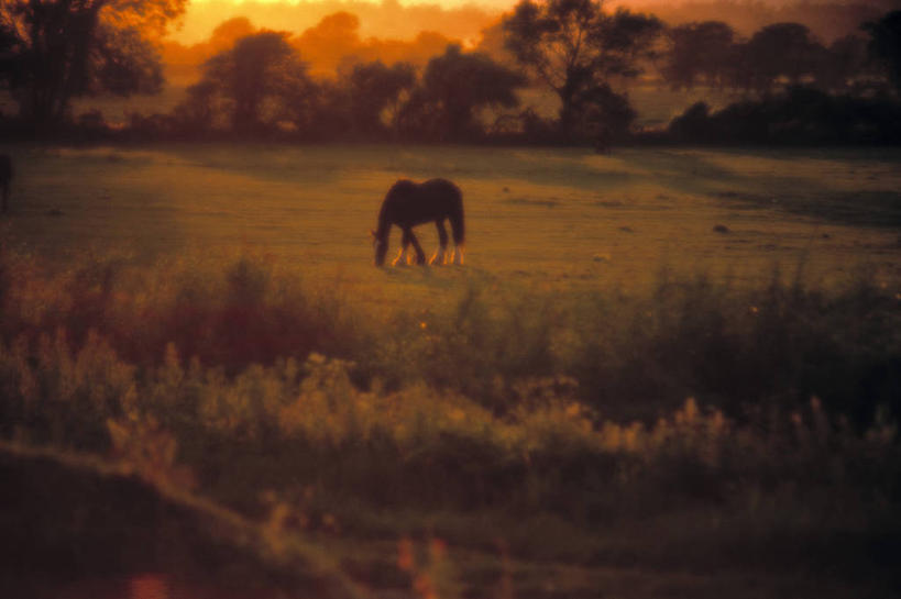 无人,横图,马,英国,欧洲,地形,田地,英格兰,摄影,西欧,大不列颠,大不列颠及北爱尔兰联合王国,大不列颠及爱尔兰联合王国,萨塞克斯,萨塞克斯郡,苏塞克斯,东萨塞克斯郡,彩图,大不列颠王国,大英帝国,联合王国,日不落帝国