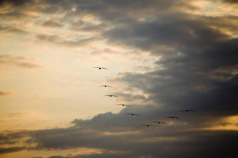 无人,横图,室外,日落,墨西哥,鸟类,天空,摄影,中美洲,拉丁美洲,尤卡坦半岛,自然保护区,彩图