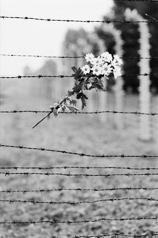 无人,竖图,波兰,摄影,东欧,奥斯维辛,彩图,旅行,带刺铁丝网