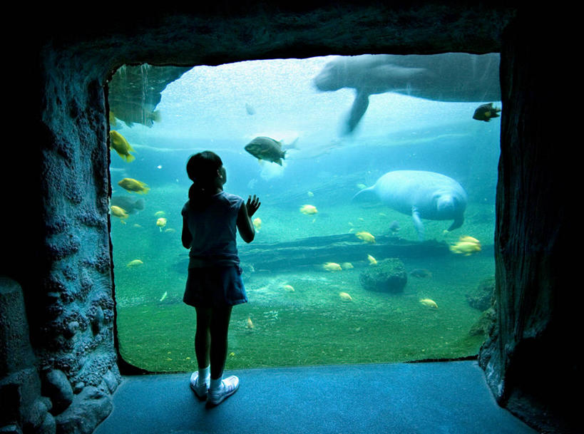 儿童,一个人,横图,纯洁,水下,海牛,美国,仅一个女性,仅一个人,水族馆,小孩,仅一个小孩,可爱,童年,童趣,摄影,北美,北美洲,美洲,坦克,童真,烂漫,无邪,佛罗里达,佛罗里达州,佛州,阳光州,北亚美利加洲,亚美利加洲,天真,女孩,女人,女性,美国人,孩子,彩图,美利坚合众国,坦帕,女生