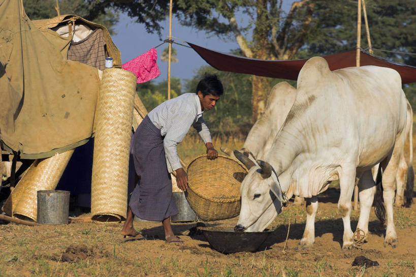 一个人,横图,缅甸,亚洲,地标建筑,摄影,东南亚,朝圣节,蒲甘,彩图