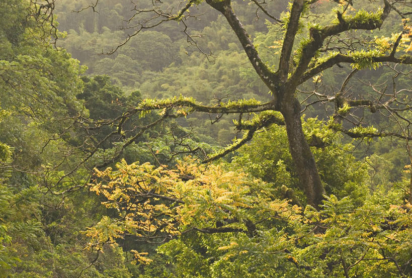 无人,横图,室外,森林,格林纳达,岛,树,摄影,拉丁美洲,彩图