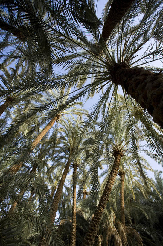 无人,竖图,非洲,埃及,摄影,绿洲,中东,北非,埃及文化,彩图