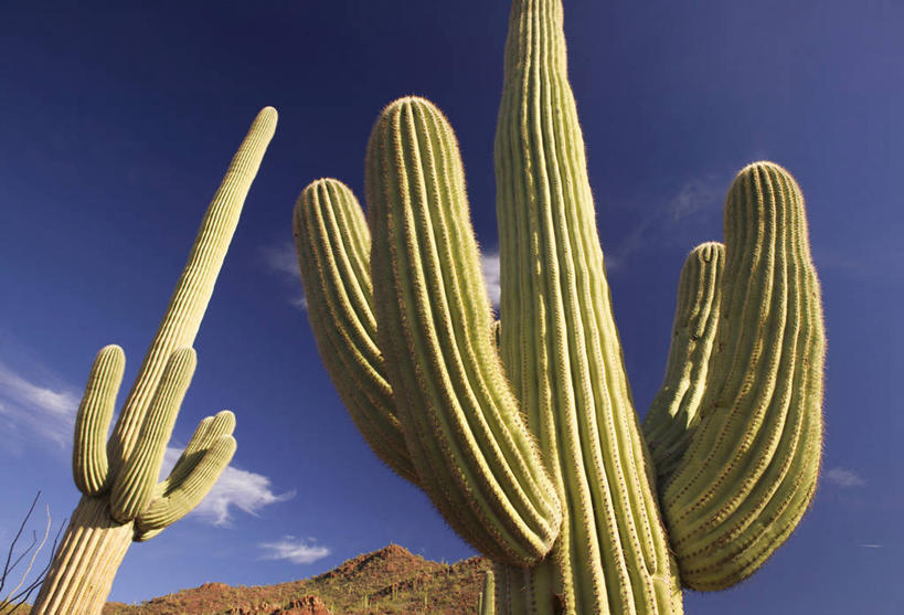 无人,横图,室外,仙人掌,美国,摄影,亚利桑那,北美,北美洲,国家公园,美洲,图森市,亚利桑那州,大峡谷之州,北亚美利加洲,亚美利加洲,萨瓜罗国家公园,皮马县,彩图,美利坚合众国