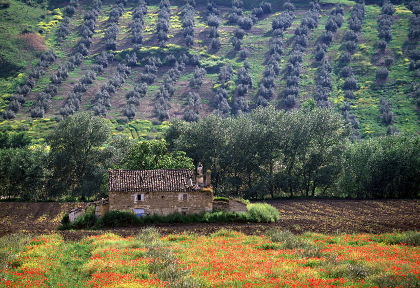 无人,横图,室外,西班牙,欧洲,地形,摄影,安达路西亚,彩图,油橄榄树