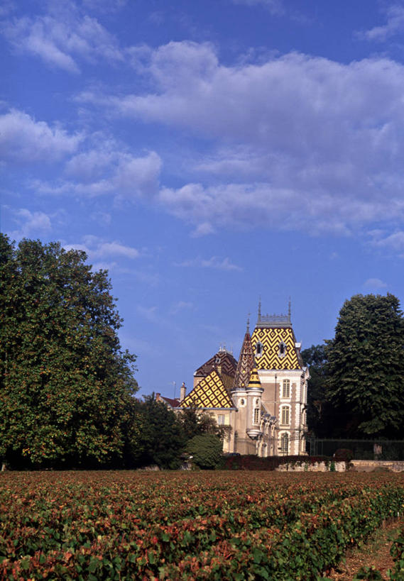 葡萄酒,无人,竖图,室外,农业,法国,欧洲,乡村,城镇,葡萄园,摄影,法国文化,科多尔省,布根地,彩图