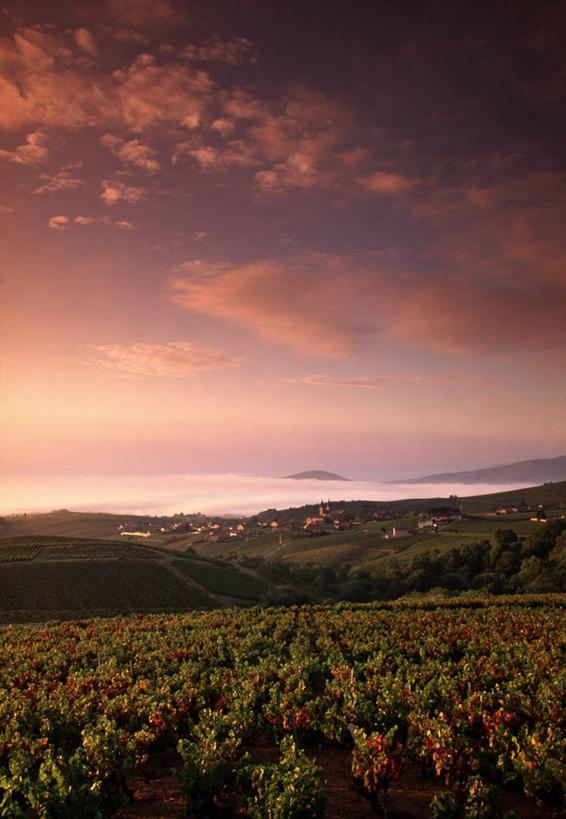 无人,竖图,室外,法国,欧洲,地形,乡村,葡萄园,摄影,法国文化,布根地,彩图