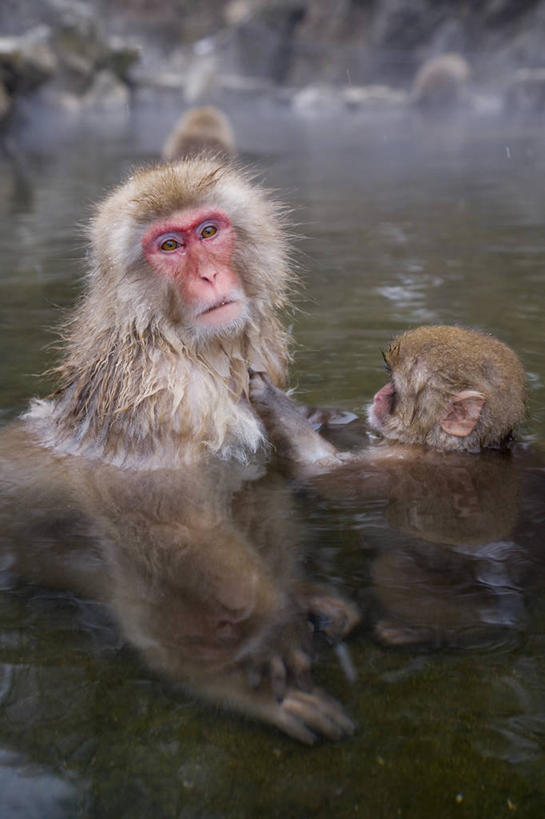 无人,竖图,城市,猴子,日本,亚洲,日本文化,冬天,关东地区,首都,动物,摄影,日本猕猴,本州,彩图