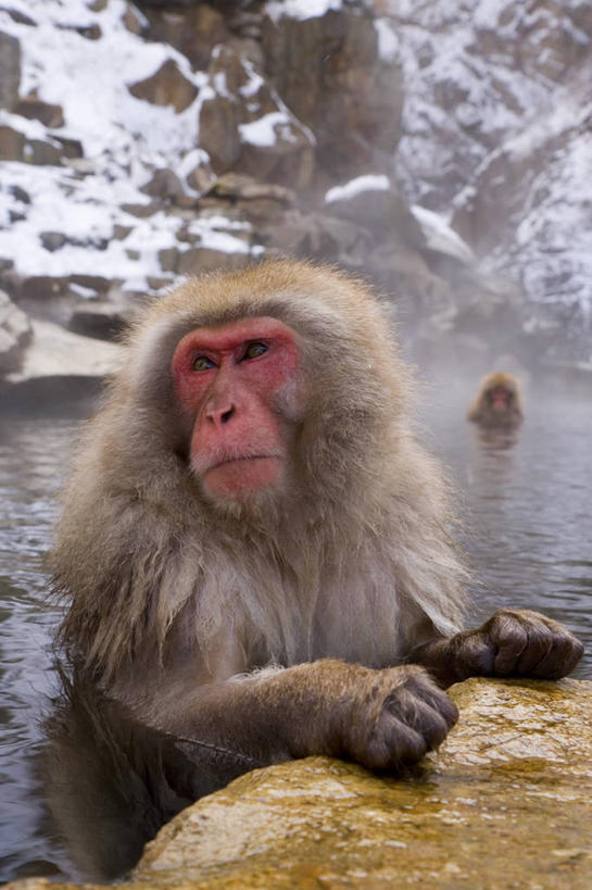 无人,竖图,城市,猴子,日本,亚洲,日本文化,冬天,关东地区,首都,动物,摄影,日本猕猴,本州,彩图