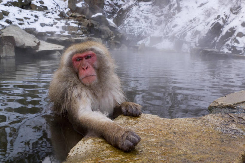 无人,横图,城市,猴子,日本,亚洲,日本文化,冬天,关东地区,首都,动物,摄影,日本猕猴,本州,彩图