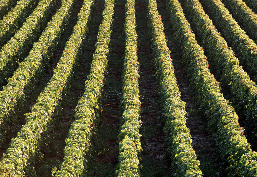 无人,横图,室外,法国,欧洲,葡萄园,香槟,摄影,西欧,法兰西,法国文化,法兰西共和国,法兰西第五共和国,香槟.阿登,香槟.阿登大区,马恩省,彩图
