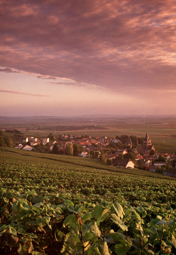 无人,教堂,竖图,室外,法国,欧洲,地形,乡村,葡萄园,香槟,摄影,西欧,法兰西,法国文化,法兰西共和国,法兰西第五共和国,香槟.阿登,香槟.阿登大区,马恩省,彩图,撒谎者