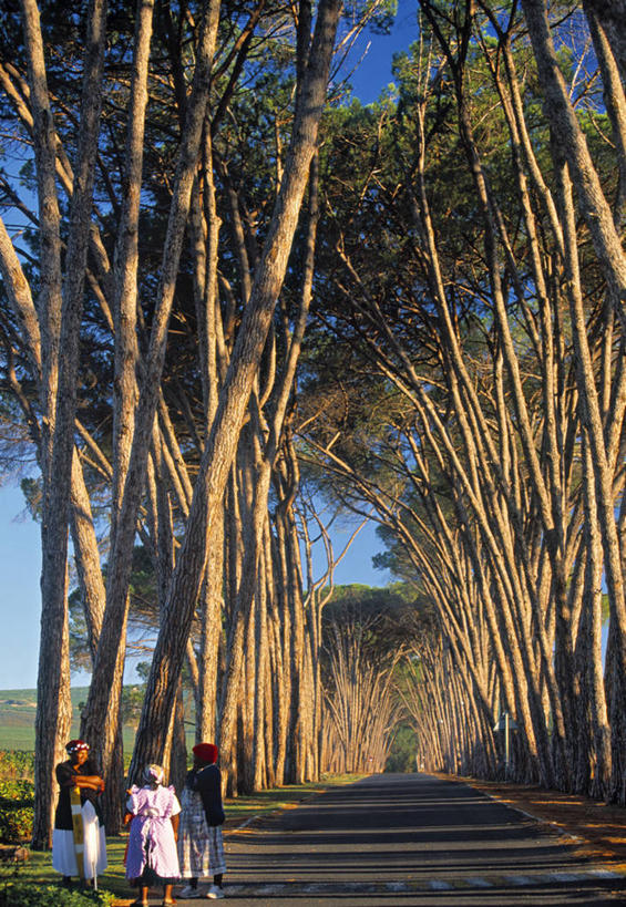 竖图,南非,树,摄影,斯泰伦博斯,彩图