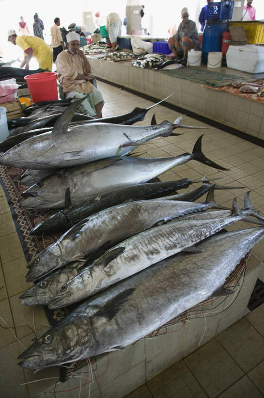 无人,竖图,城市,阿曼,首都,鱼类,摄影,中东,波斯湾,大马斯喀特,阿拉伯,彩图,阿拉伯半岛