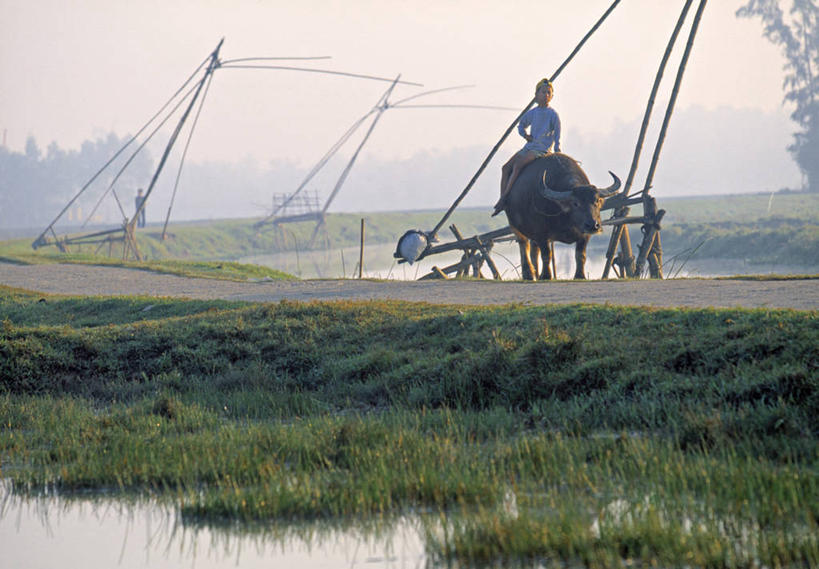 横图,室外,河流,柬埔寨,越南,亚洲,地形,摄影,东南亚,水牛,彩图,顺化