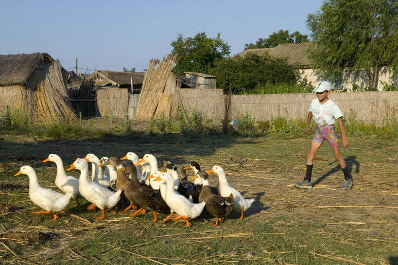 一个人,横图,鹅,欧洲,罗马尼亚,乡村,摄影,彩图