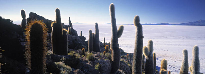 无人,横图,全景,室外,仙人掌,玻利维亚,地形,南美,摄影,拉丁美洲,盐湖,盐滩,乌尤尼盐湖,彩图