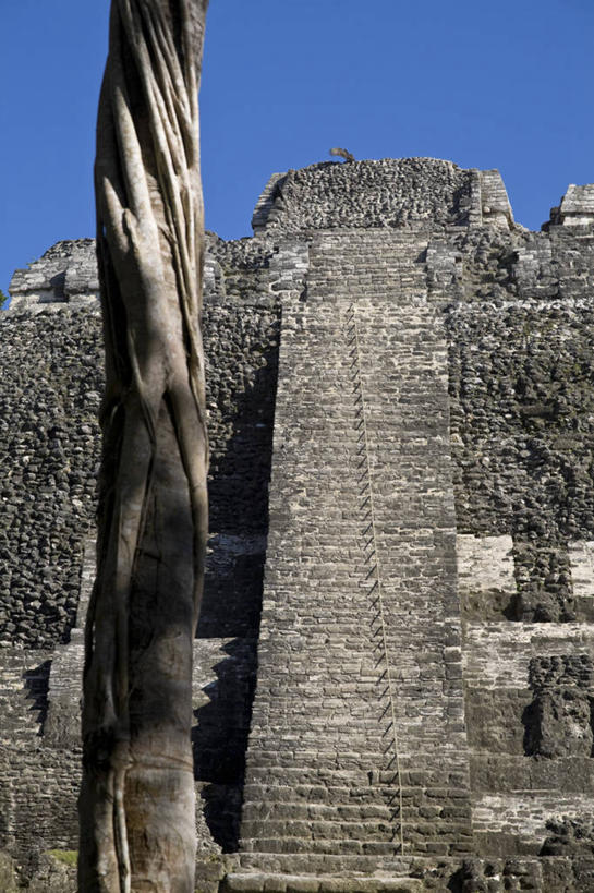 无人,竖图,伯利兹,历史,废墟,摄影,考古学,中美洲,拉丁美洲,玛雅文明,彩图