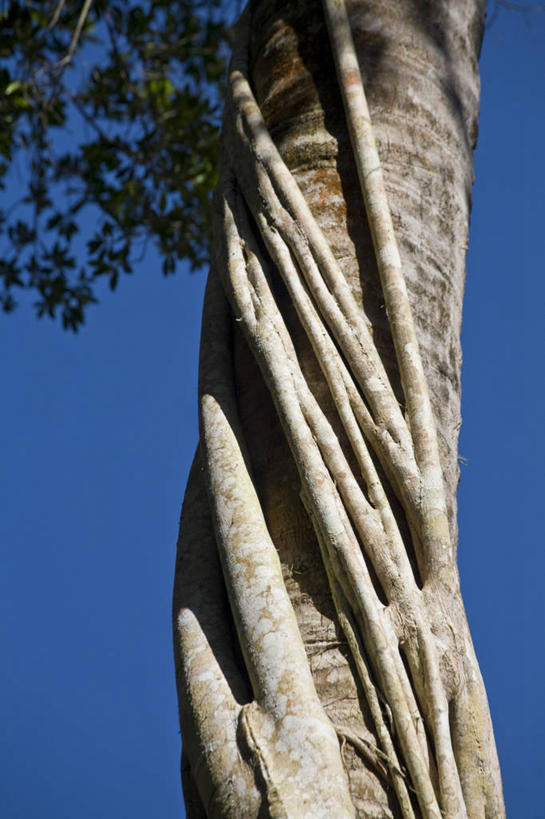 无人,竖图,伯利兹,摄影,中美洲,拉丁美洲,彩图