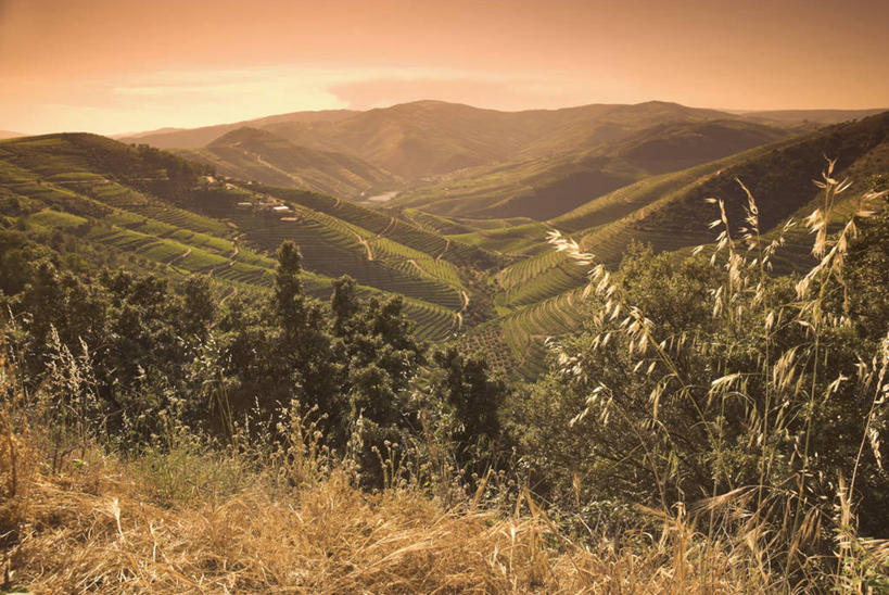 无人,横图,室外,葡萄牙,欧洲,北,葡萄园,杜罗河,摄影,西欧,伊比利亚半岛,彩图