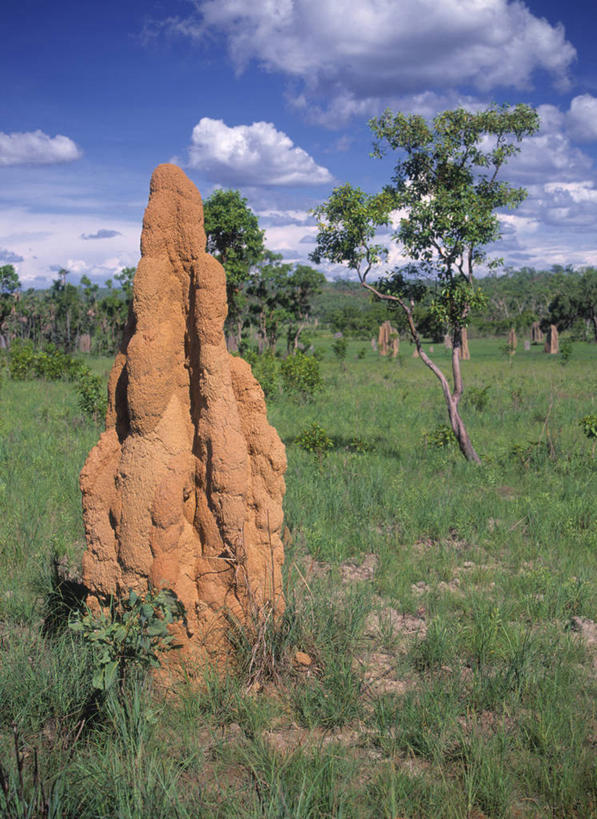 无人,竖图,室外,澳大利亚,地形,摄影,大洋洲,澳洲,南方大陆,澳大拉西亚,澳大利亚联邦,北领地,彩图