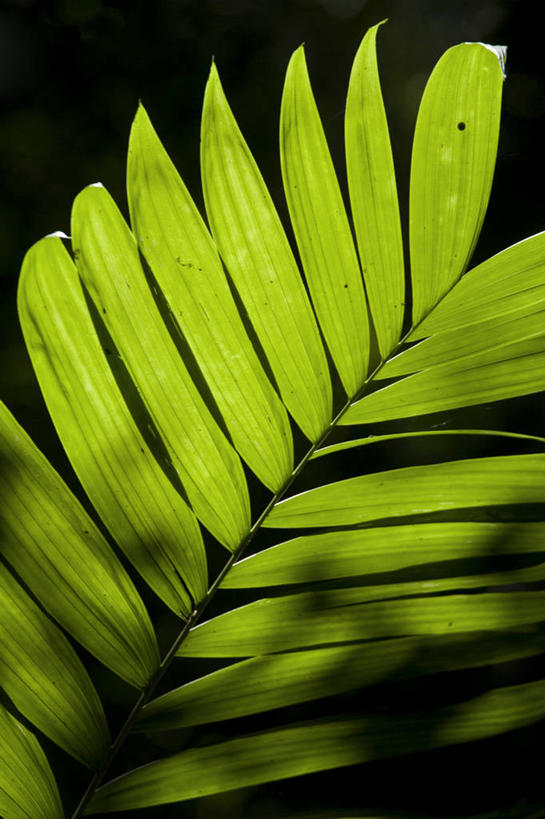 无人,竖图,危地马拉,摄影,中美洲,拉丁美洲,棕榈叶,彩图,迪卡尔