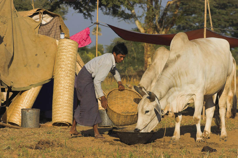横图,缅甸,亚洲,摄影,东南亚,朝圣节,蒲甘,彩图