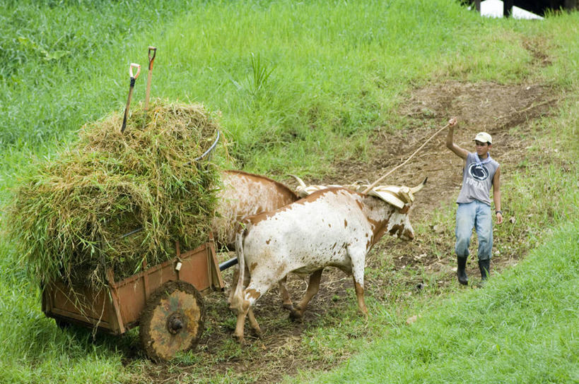一个人,农民,横图,哥斯达黎加,推车,干草,动物,摄影,北美,北美洲,中美洲,拉丁美洲,美洲,北亚美利加洲,亚美利加洲,哥斯达黎加共和国,彩图