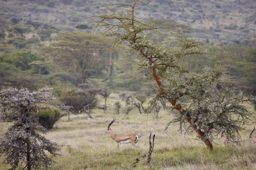 无人,横图,野生动物,非洲,肯尼亚,动物,摄影,瞪羚,东非,彩图