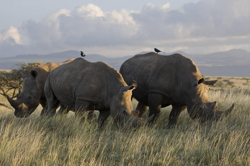 无人,横图,非洲,肯尼亚,动物,摄影,白犀牛,东非,犀牛,彩图