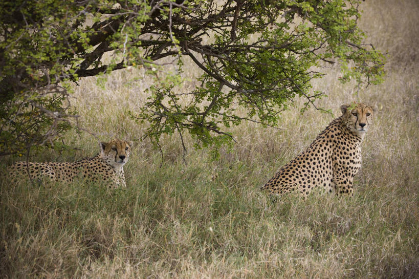 无人,横图,野生动物,非洲,肯尼亚,动物,摄影,东非,猎豹,彩图