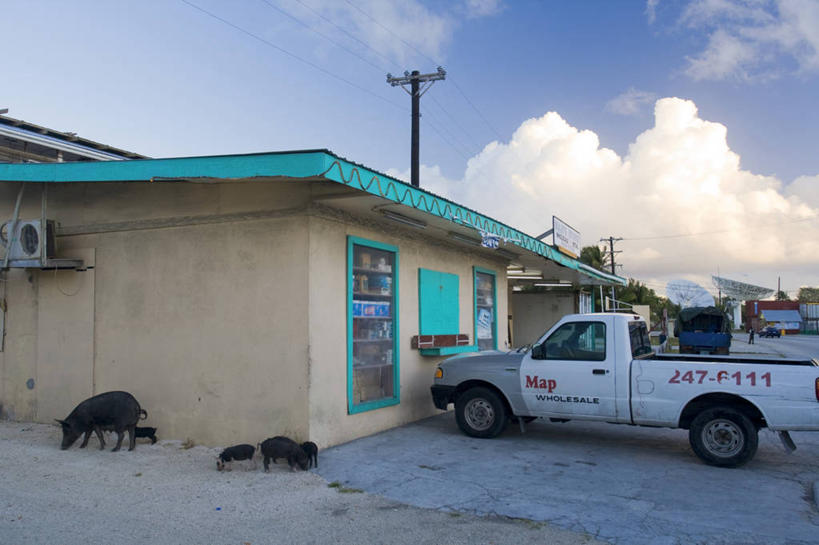 无人,横图,室外,海洋,美景,猪,马绍尔群岛,密克罗尼西亚,房屋,岛,景观,自然,动物,景色,摄影,太平洋,热带气候,自然风光,大洋洲,北太平洋,珊瑚岛,彩图