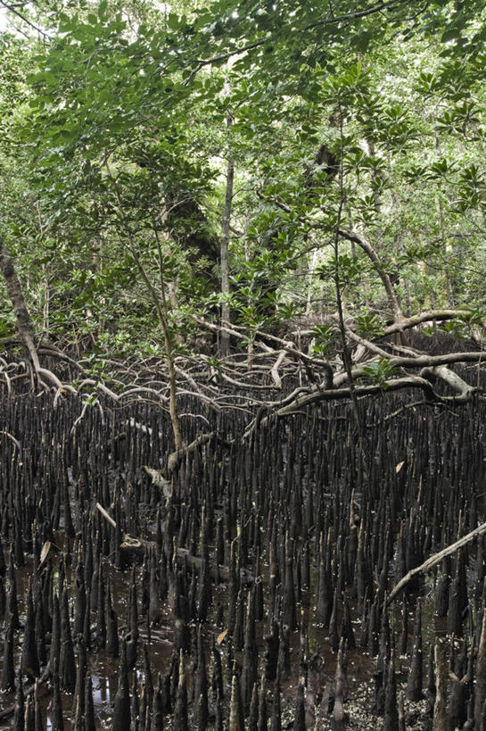 无人,竖图,室外,旅游,度假,密克罗尼西亚,帕劳,岛,地形,树,摄影,太平洋,热带气候,大洋洲,太平洋岛屿,彩图,旅行,红树林