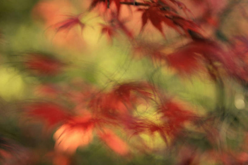 无人,横图,特写,运动模糊,树林,叶子,树,红色,自然,季节,摄影,秋天,彩图