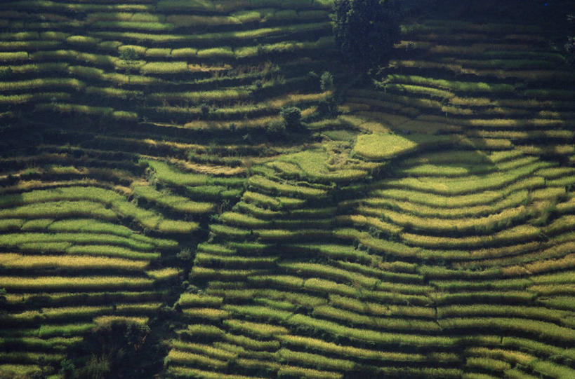 无人,横图,俯视,室外,农业,梯田,尼泊尔,亚洲,稻田,田地,摄影,喜马拉雅山脉,博卡拉,彩图,高角度拍摄