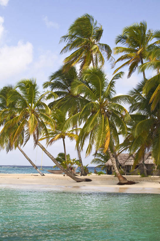 无人,竖图,棕榈树,树,摄影,中美洲,拉丁美洲,彩图