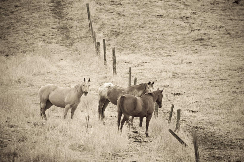 无人,横图,室外,草原,美景,马,美国,景观,自然,动物,地标建筑,景色,摄影,北美,自然风光,蒙大拿州,美国人,彩图,大平原